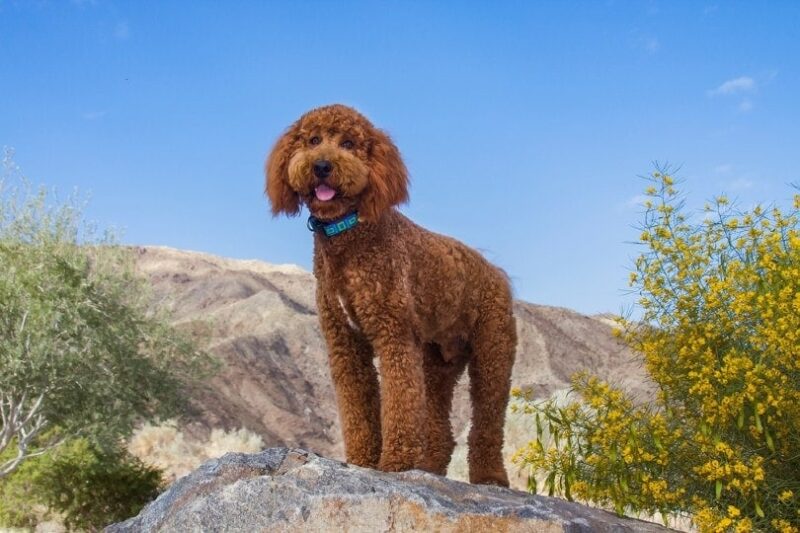 Labradoodle in a desert garden