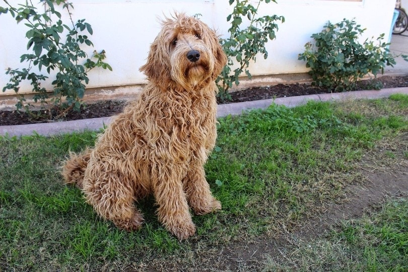 Labradoodle sitting on grass