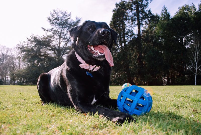 Labrador Corso mixed breed dog