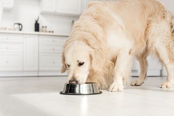 Labrador Eating