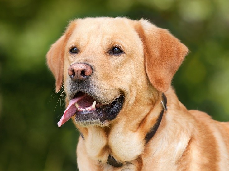 whats the best service dog breed