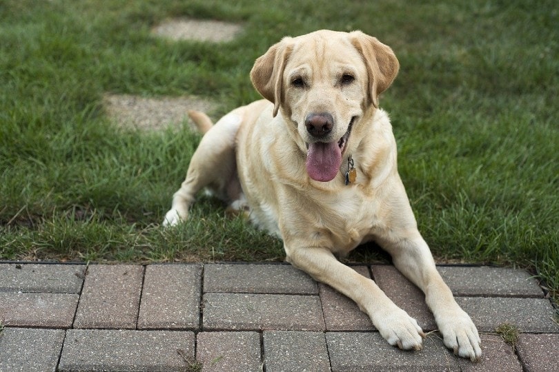 Labrador Retriever lying outdoor