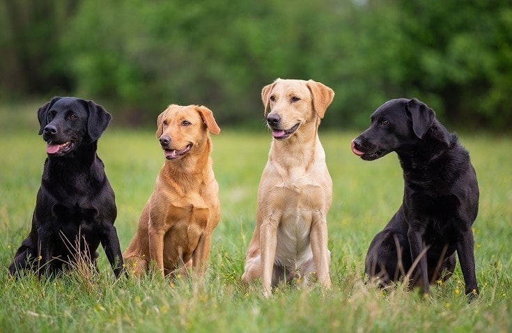 Labrador Retrievers_shutterstock_fotorince