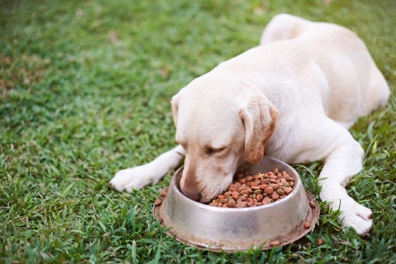 Labrador laying on grass and eat from metal bowl