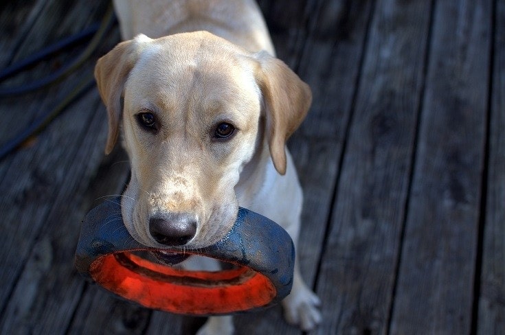 Labrador playing fetch