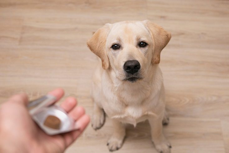 Labrador taking probiotics_shutterstock_Olya-Maximenko