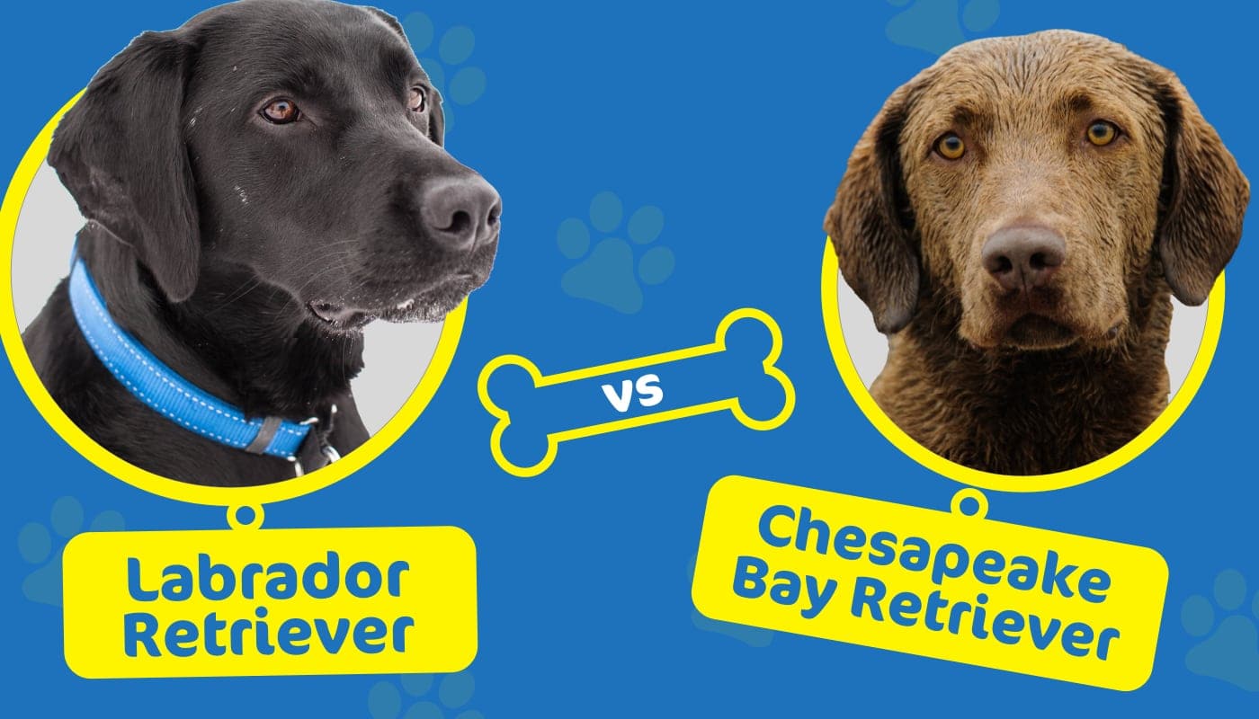 Labrador vs Chesapeake Bay Retriever