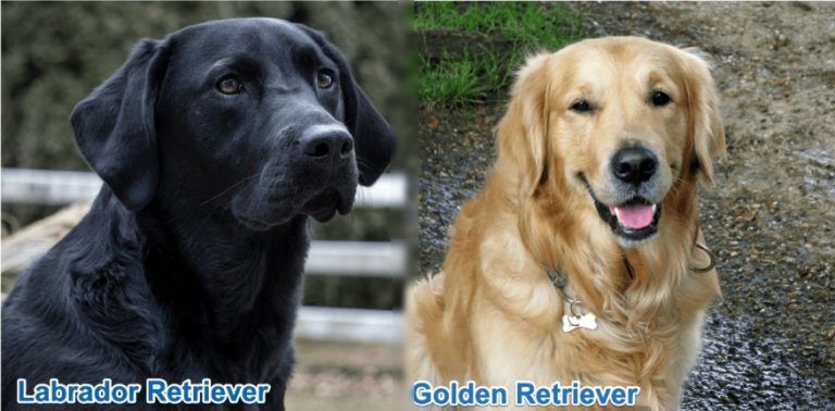 Labrador-vs.-Golden-Retriever