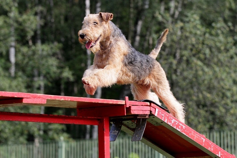 Lakeland Terrier at competitions of Dog agility