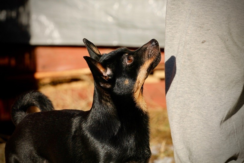 are lancashire heelers good dogs