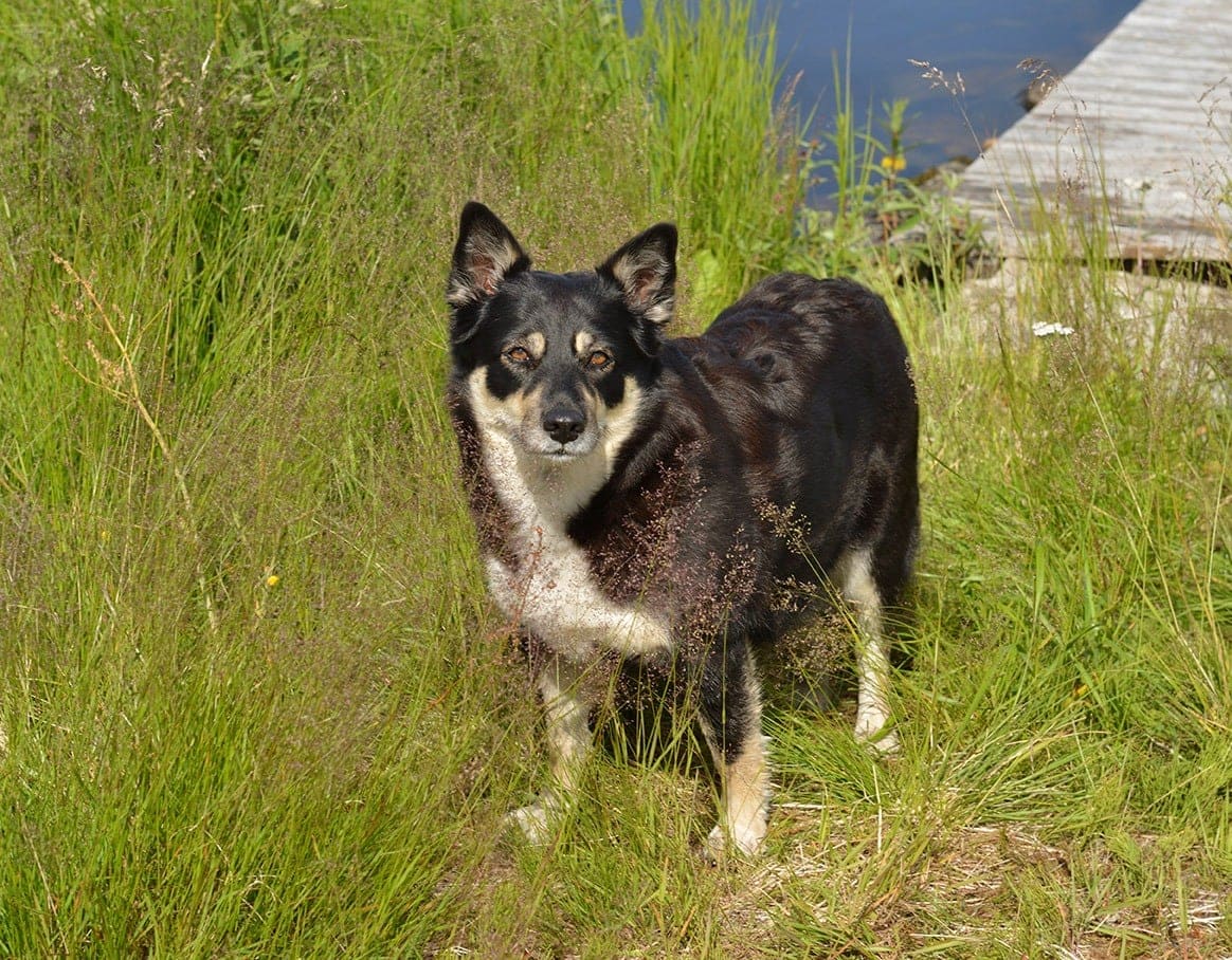 Lapponian Herder dog standing on grass