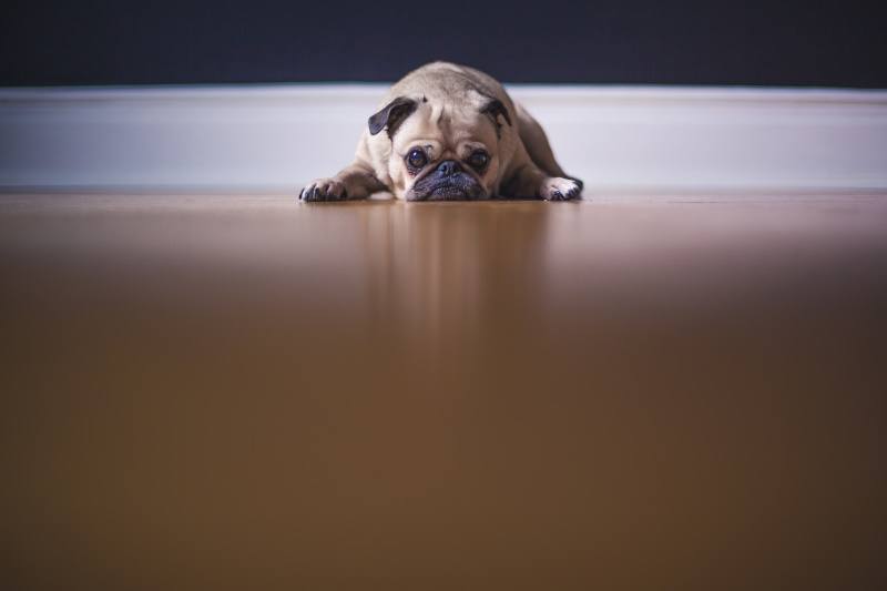 10 Ways to Stop Your Dog From Slipping on Floors | Hepper