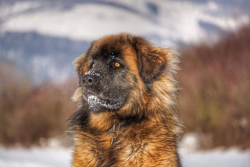 Leonberger husky hot sale mix