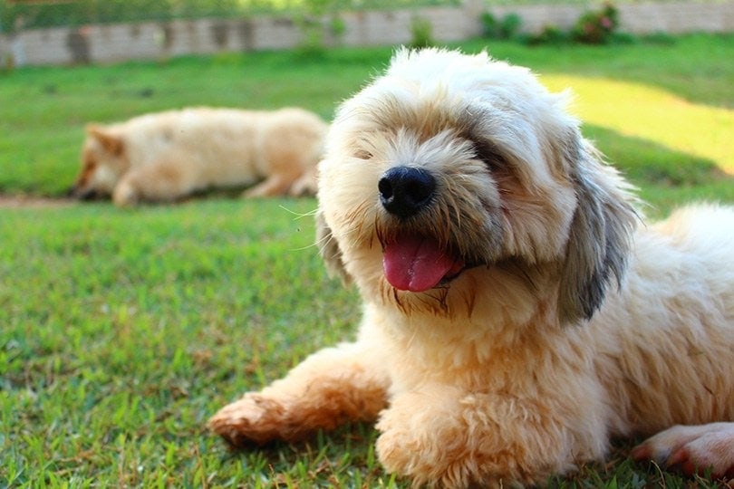 Lhasa Apso Dog