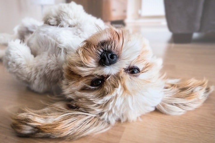 Lhasa Apso pet