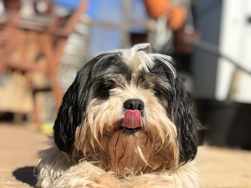 Lhasalier puppy with tongue out