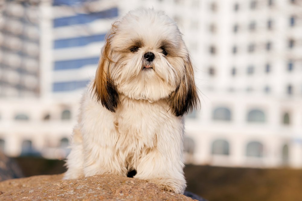 Ripples dateret Slør Lhatese (Lhasa Apso & Maltese Mix) Info, Pictures, Facts, Traits | Hepper