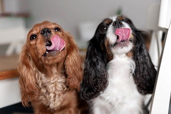 Licking Spaniels