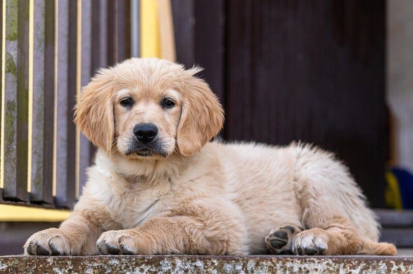 welche farbe hat ein golden retriever