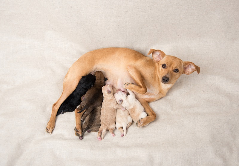 Litter of Small Breed Newborn Puppies Nursing on Their Mom_anna hoychuk_shutterstock