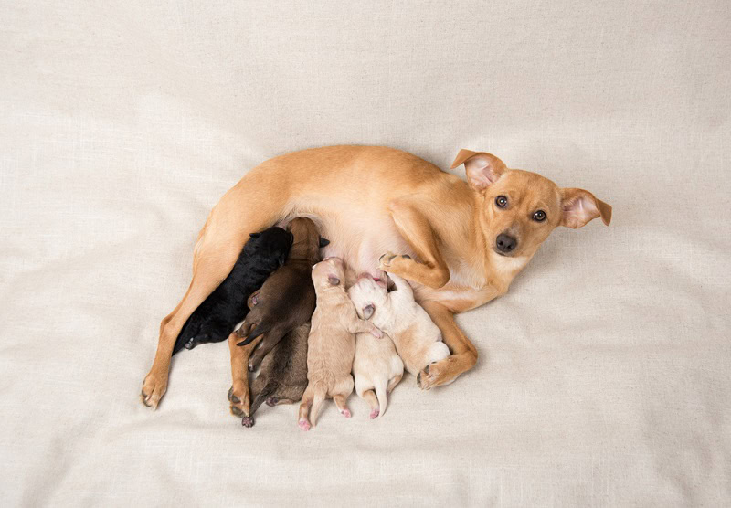 why dogs eat their newborn puppies