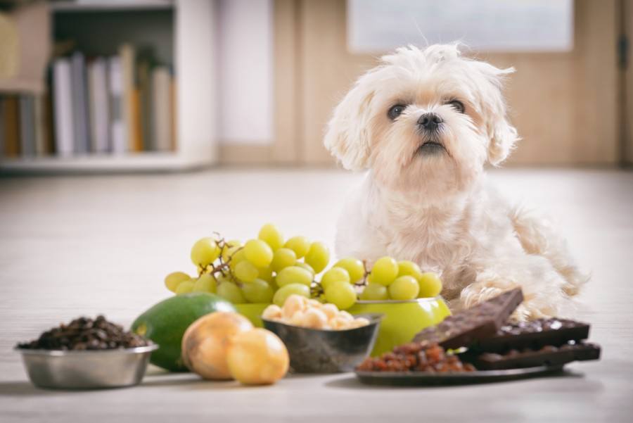 are prunes bad for dogs to eat