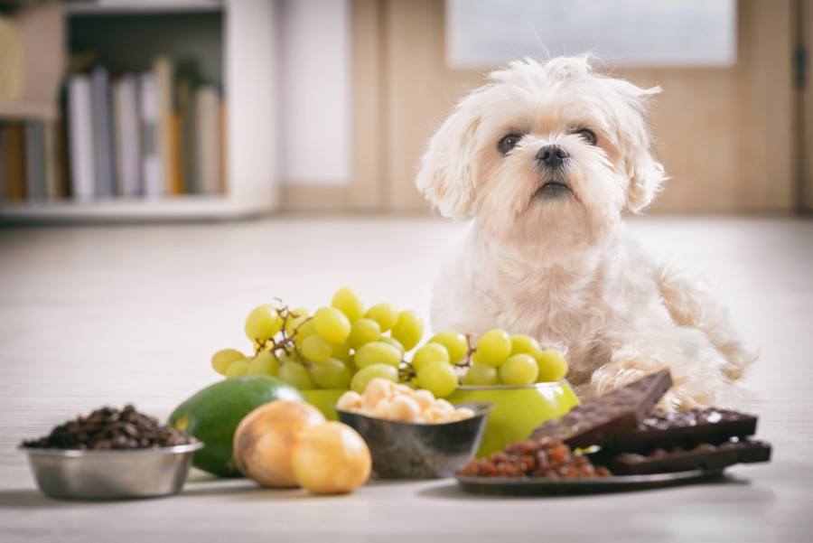 Which breed started out as a lap dog?