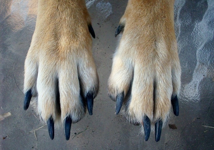 Long dog nails