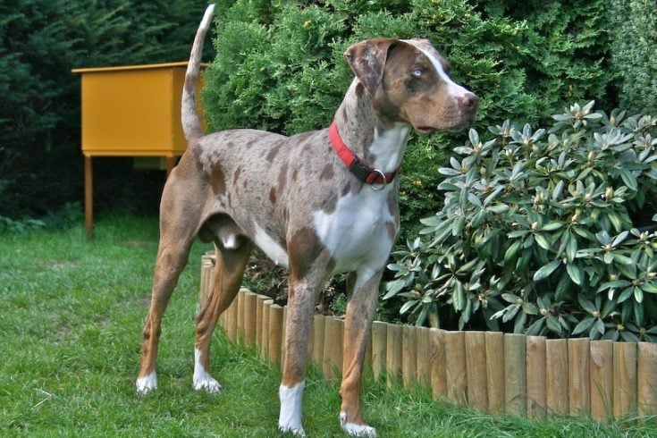 Catahoula Leopard