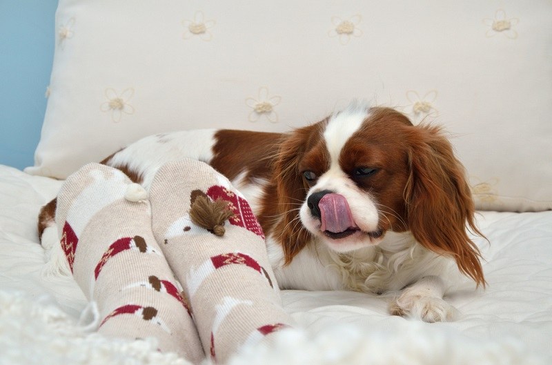 Lovely Cavalier King Charles spaniel just eating