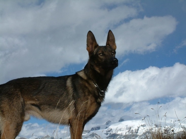 Lupo Italiano