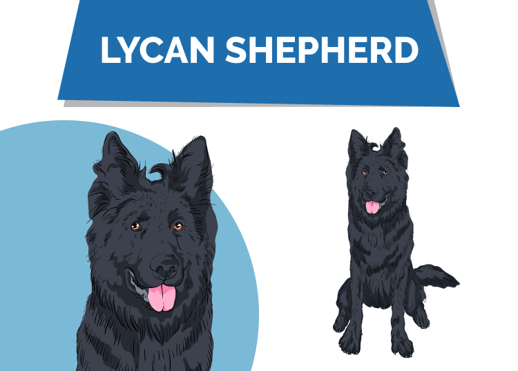 Lycan_Shepherd