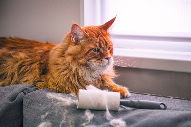 Maine Coon cat and lint roller