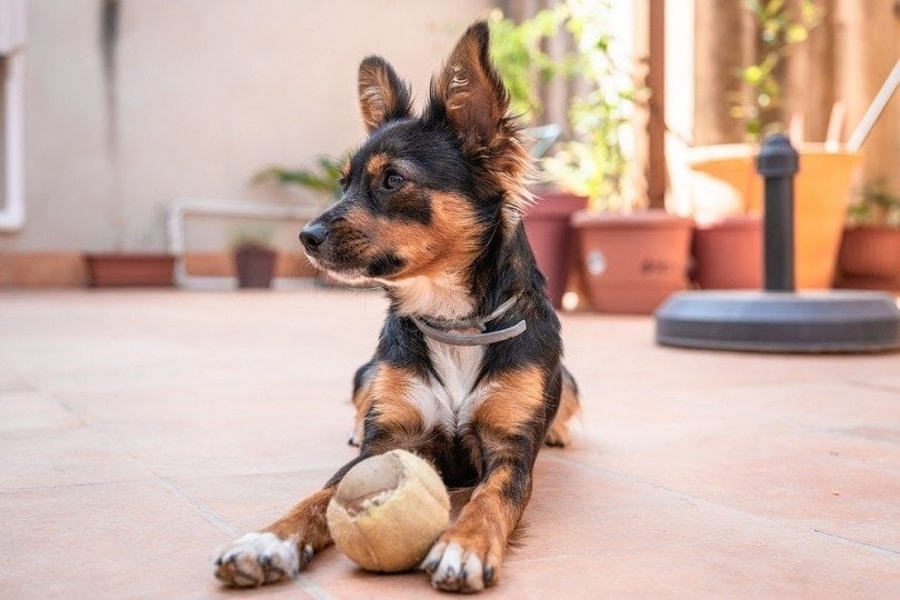 Majorca ratter breed dog in home terrace