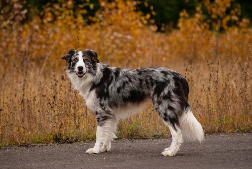 Male Blue Merle Border Collie