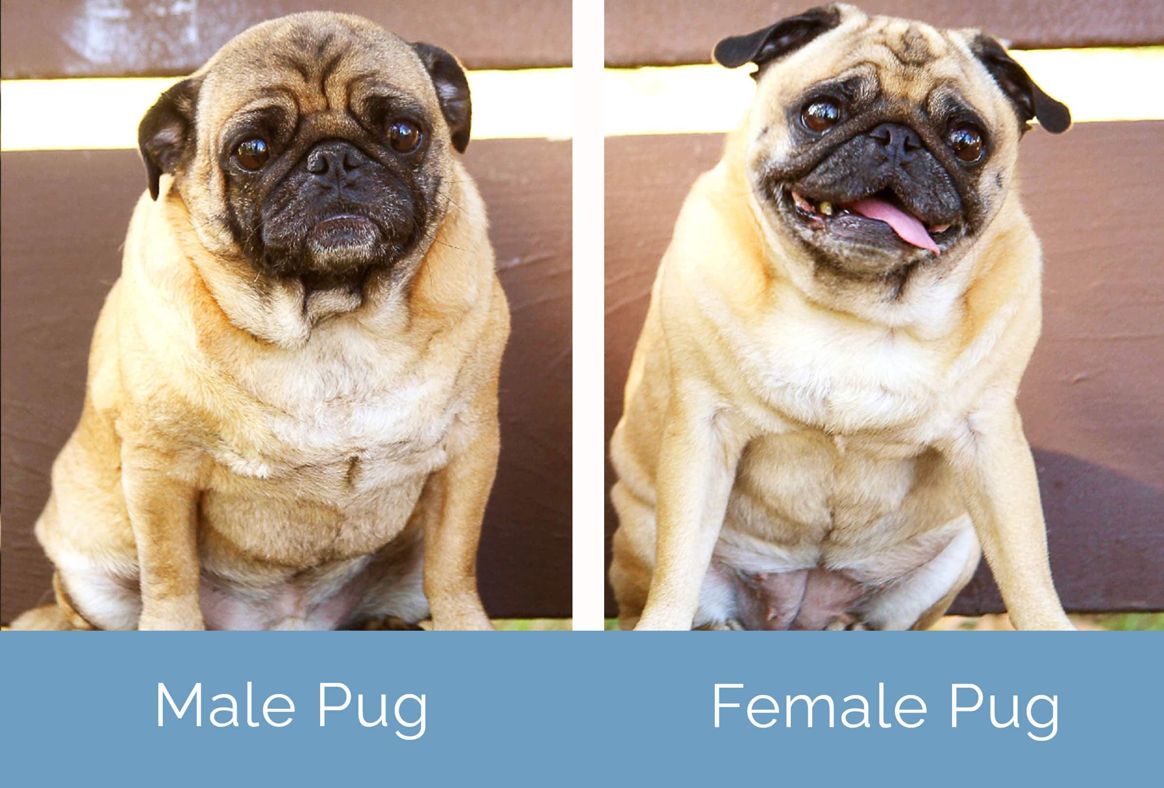 Are Male Dogs Harder To House Train Than Females