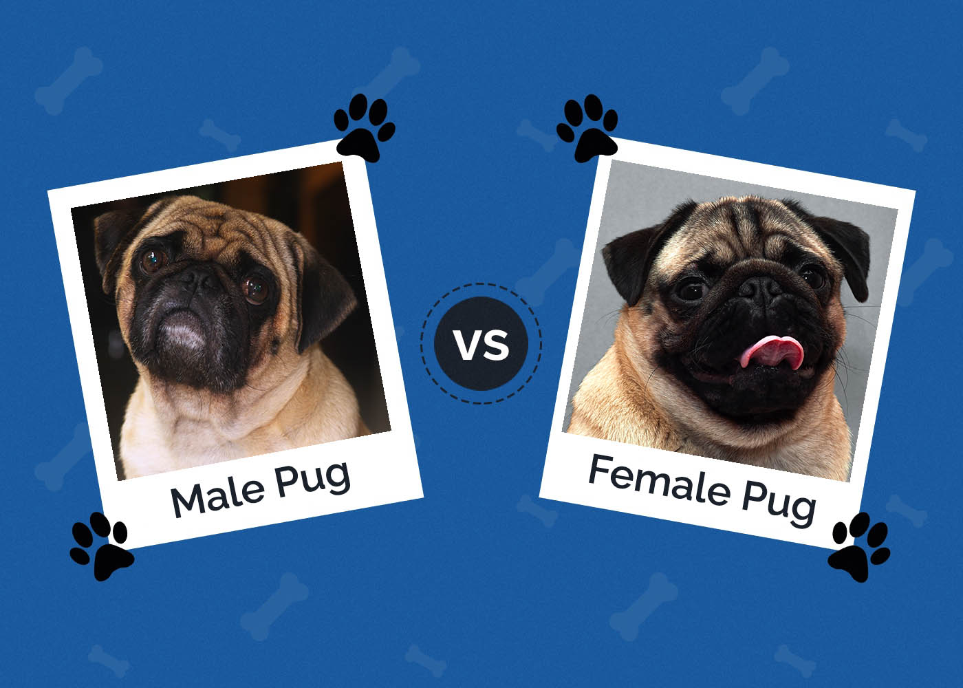 Male vs Female Pug