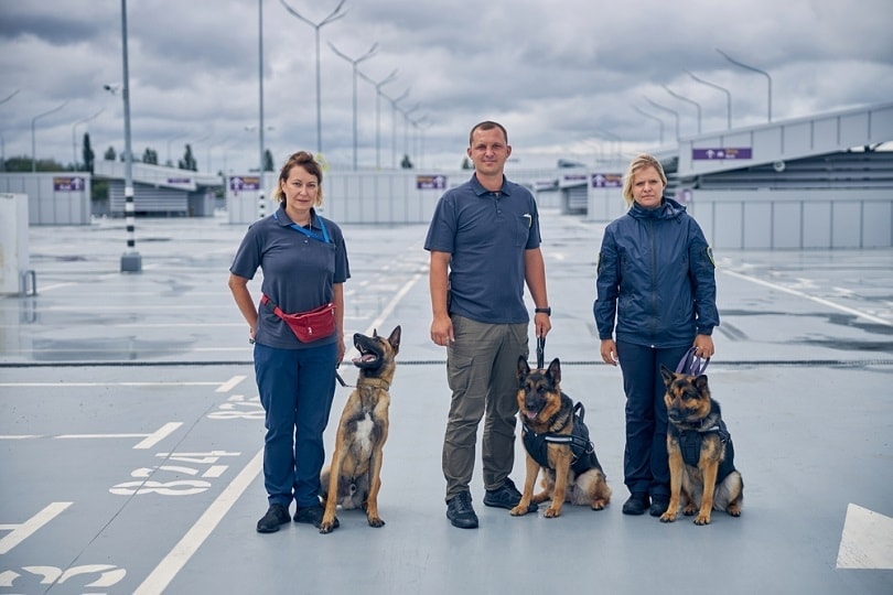 Malinois dog and two German Shepherd dogs on duty with officers