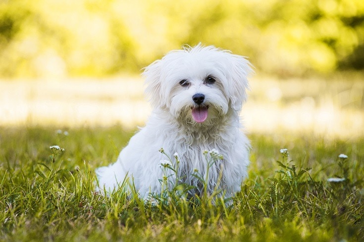 Maltese dog playing in the grass