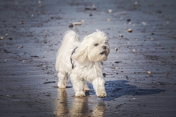 Maltese on beach