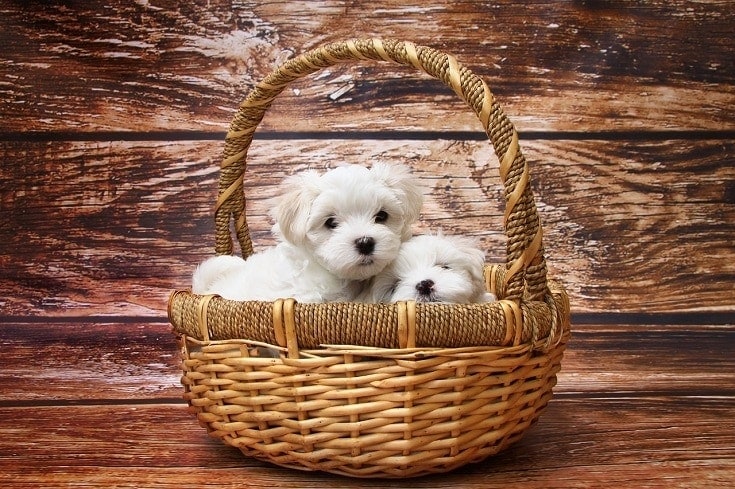 Maltese puppies in a basket