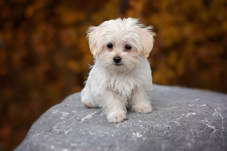 the most smallest dog in the world