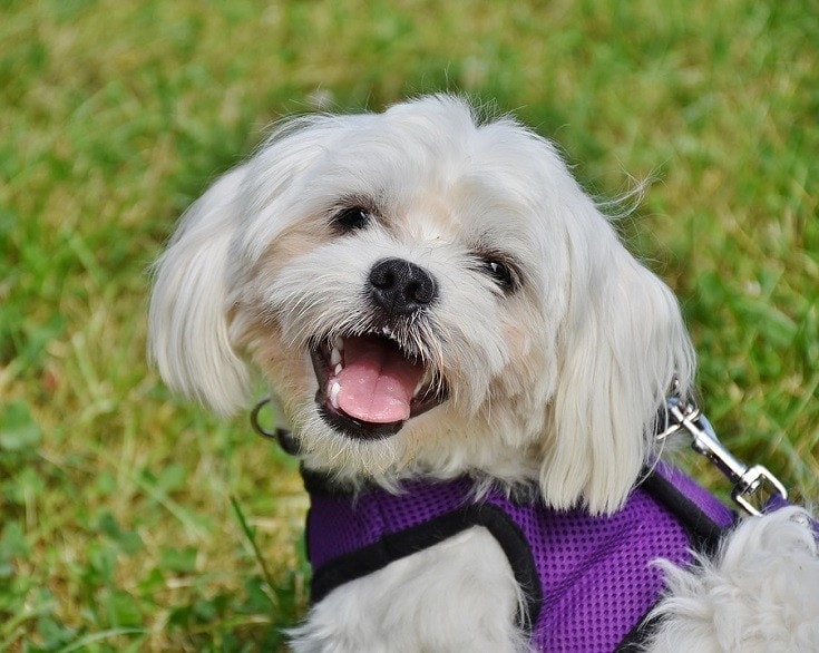 Maltese purple vest