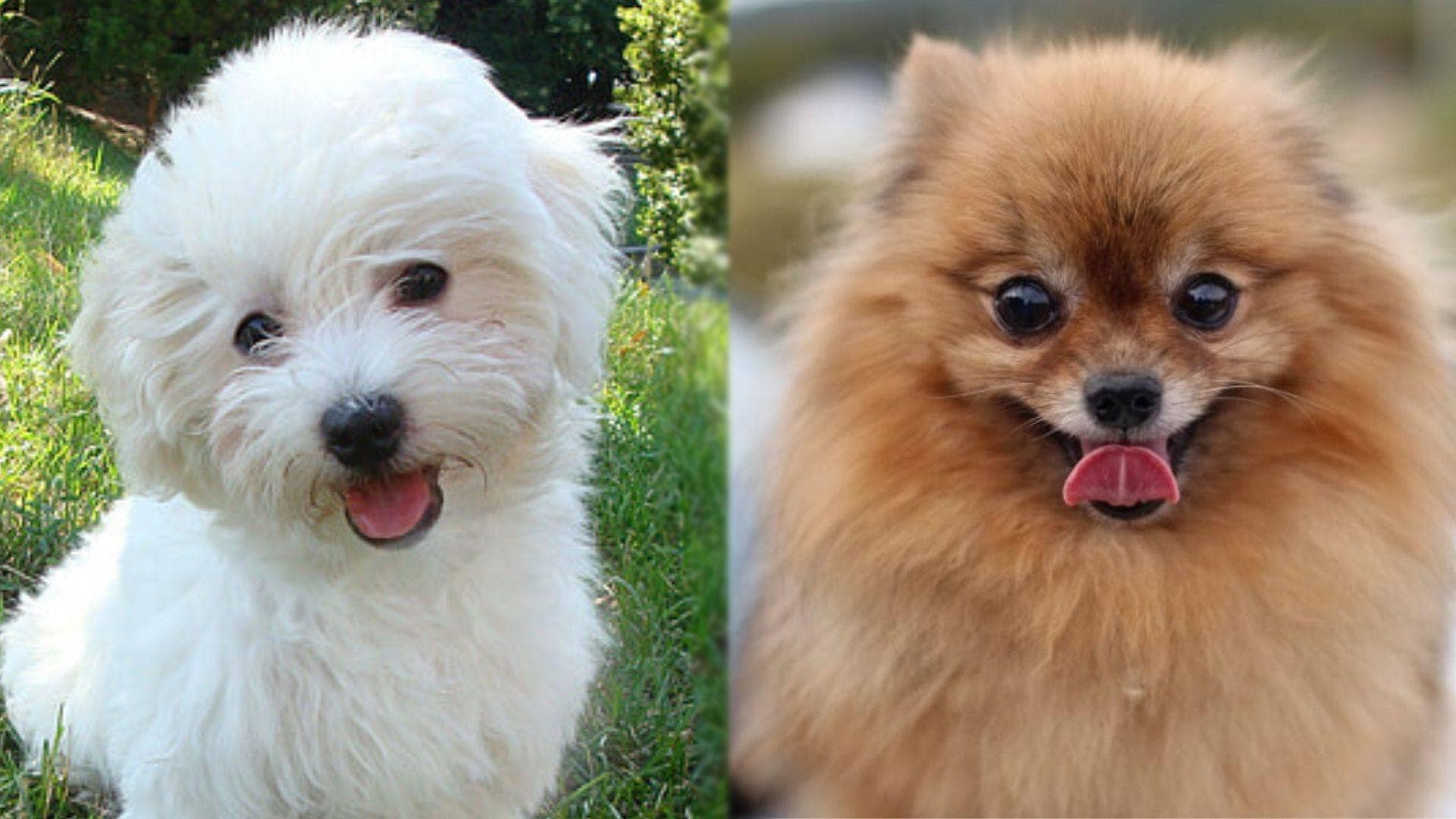 Maltipom (Maltese & Pomeranian Mix): Info, Pictures, Facts Hepper
