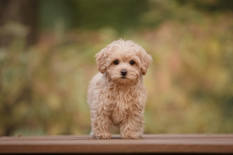 Maltipoo puppy