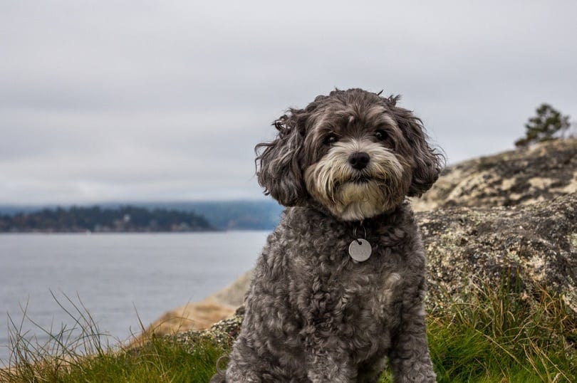 Maltipoo Maltese Poodle Mix Info Pictures Characteristics