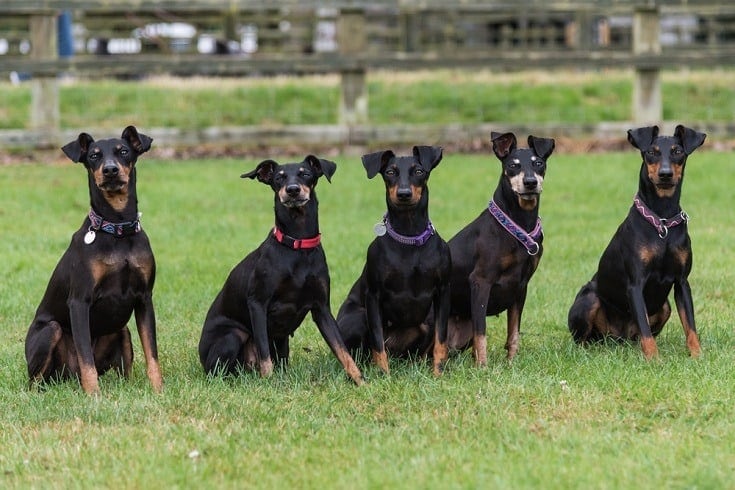 Manchester Terrier