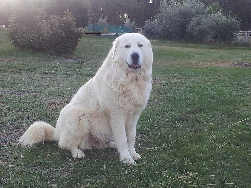 Maremma Sheepdog adult