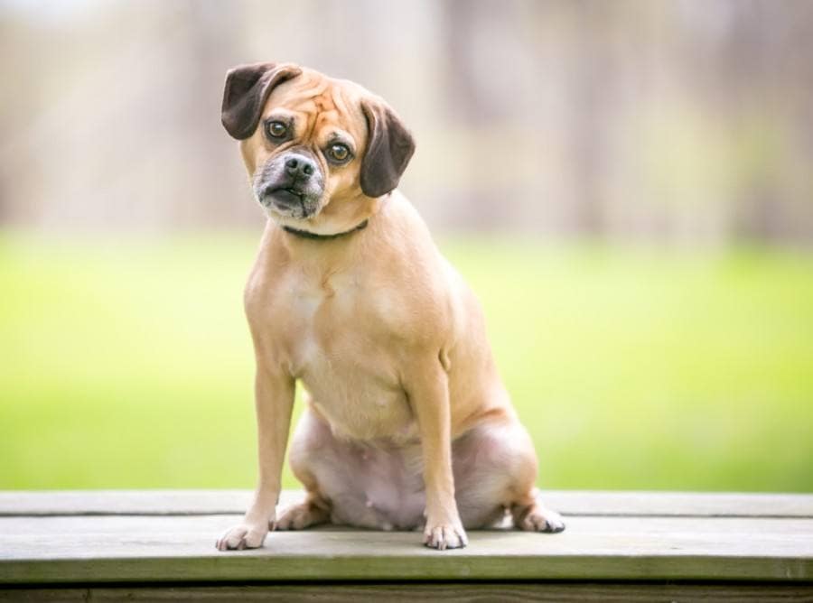 puggle