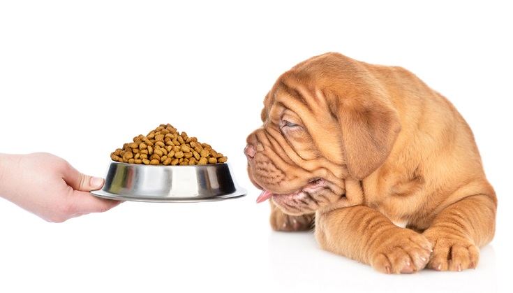Mastiff puppy looks at bowl of dry food_Ermolaev Alexander_shutterstock
